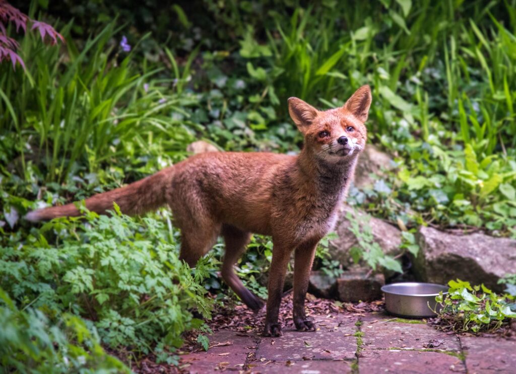 Bristol urban fox