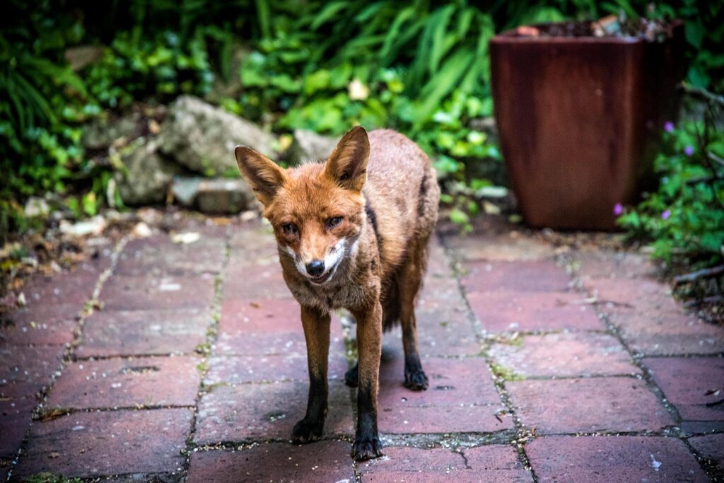 Friendly urban fox Bristol