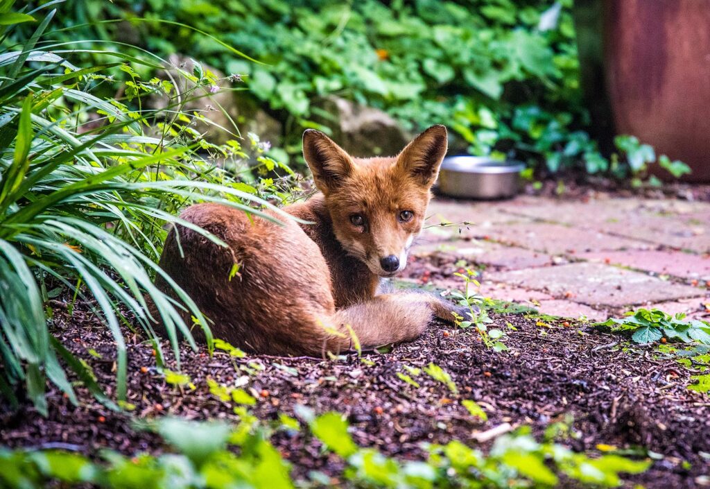 Urban fox in Bristol