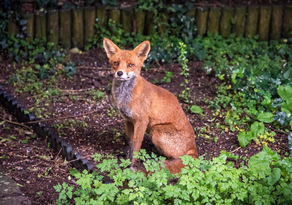 Urban fox Bristol garden
