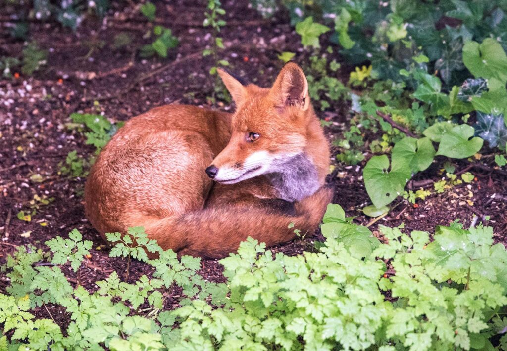 Bristol garden fox