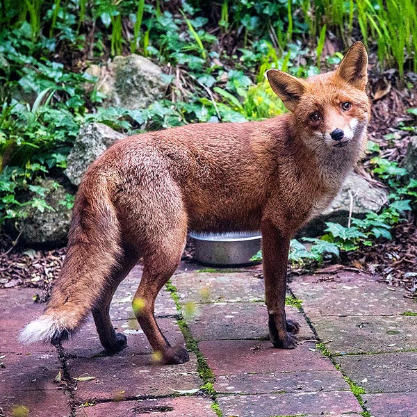 Urban fox Bristol